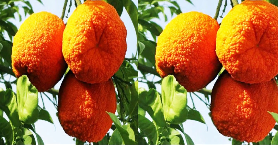 Шамути оранжевый или яффские, с малым содержанием зёрен, плотной кожурой