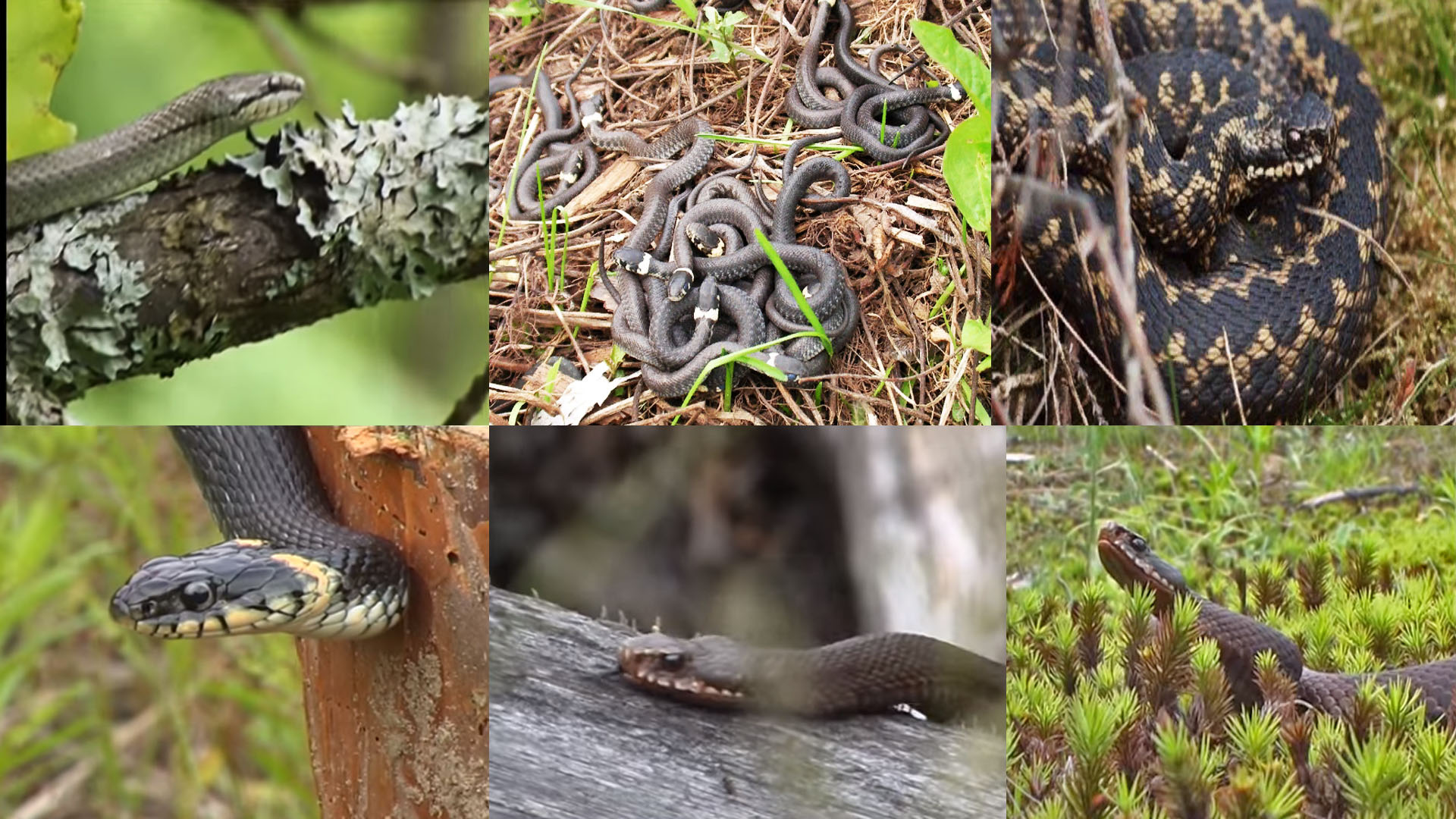 Ядовитые змеи в лесу. Меры предосторожности при встречи со змеёй. Что надо знать каждому?