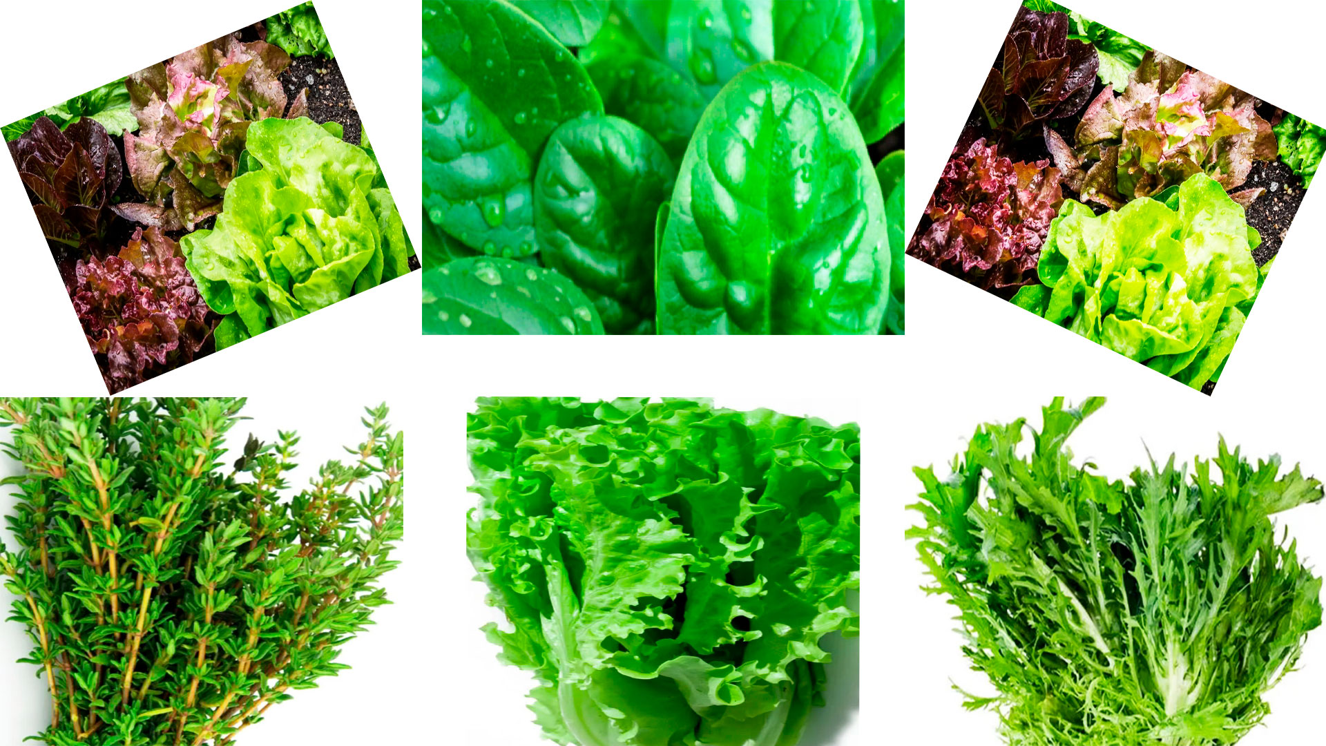 Салаты, шпинат ‒ полезные витамины в этой зелени
